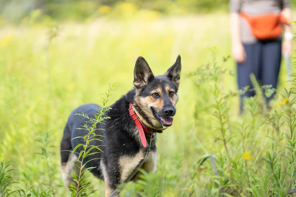 Orla, female 6yo mixed breed for adoption at Schronisko Na Paluchu, Warsaw