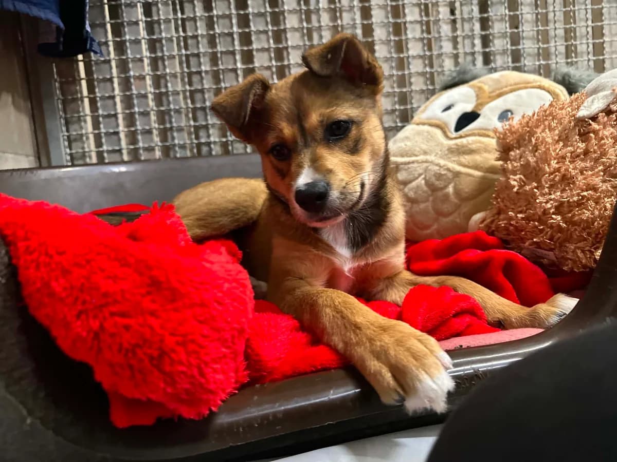 Grzanka, female puppy mixed breed for adoption at Schronisko Na Paluchu, Warsaw