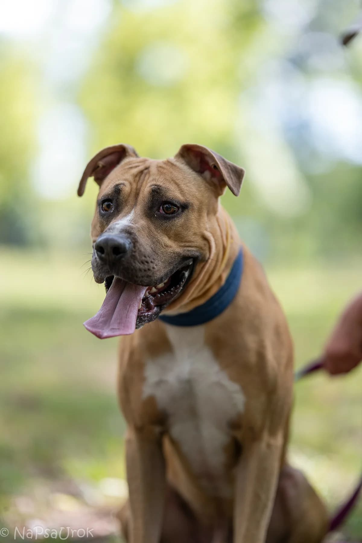 Tajfun, male young mixed breed for adoption at Schronisko Na Paluchu, Warsaw