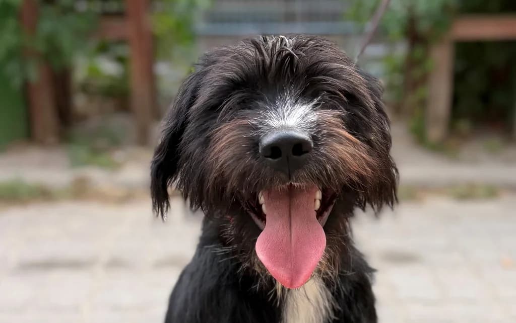 Nunu, male young mixed breed for adoption at Schronisko Na Paluchu, Warsaw