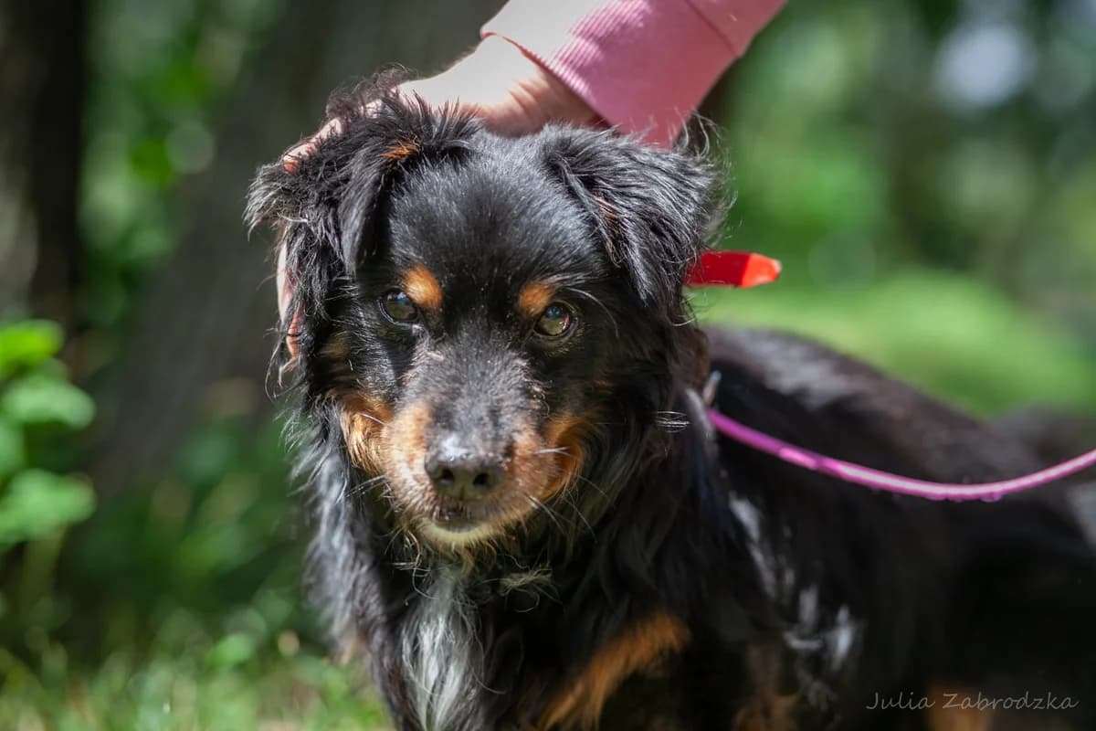 Filon, male senior mixed breed for adoption at Schronisko Na Paluchu, Warsaw