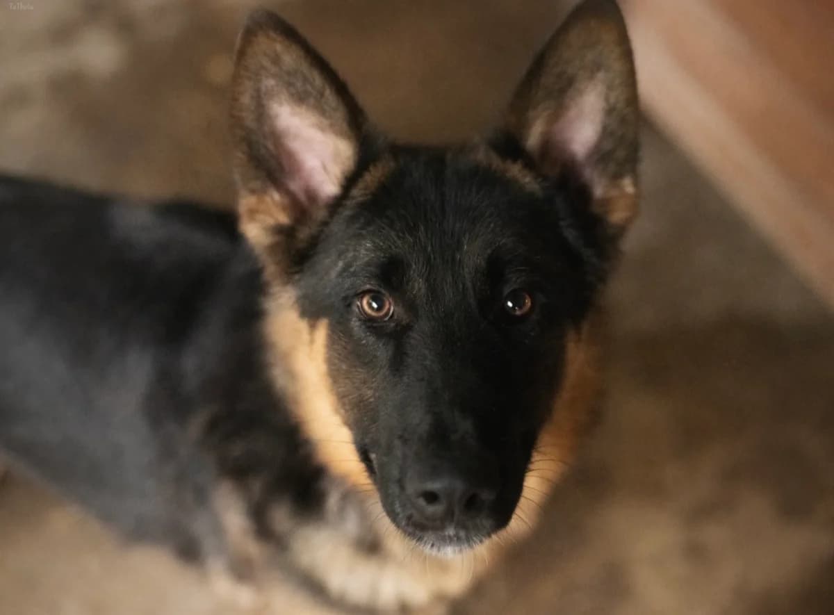 Boss, male young mixed breed for adoption at Schronisko Na Paluchu, Warsaw