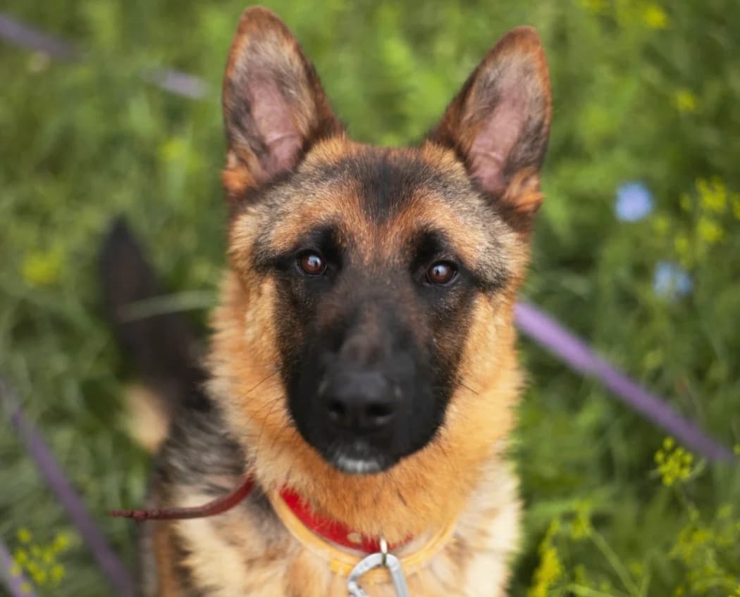 Hugo, male young mixed breed for adoption at Schronisko Na Paluchu, Warsaw