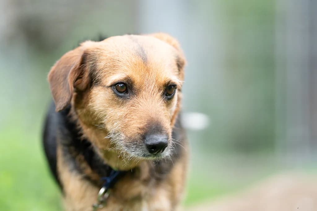 Szreda, female 5yo mixed breed for adoption at Schronisko Na Paluchu, Warsaw