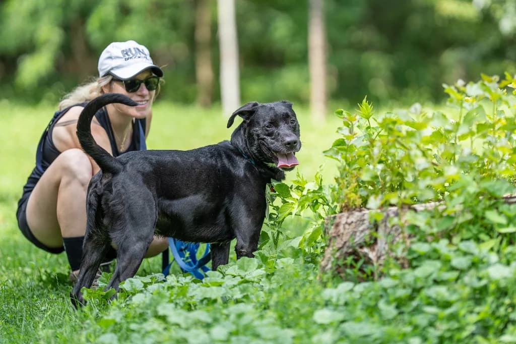 David, male 6yo mixed breed for adoption at Schronisko Na Paluchu, Warsaw