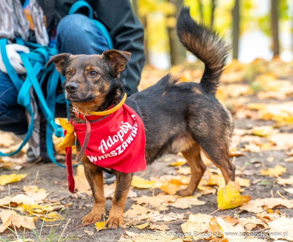 Brokat, male young mixed breed for adoption at Schronisko Na Paluchu, Warsaw