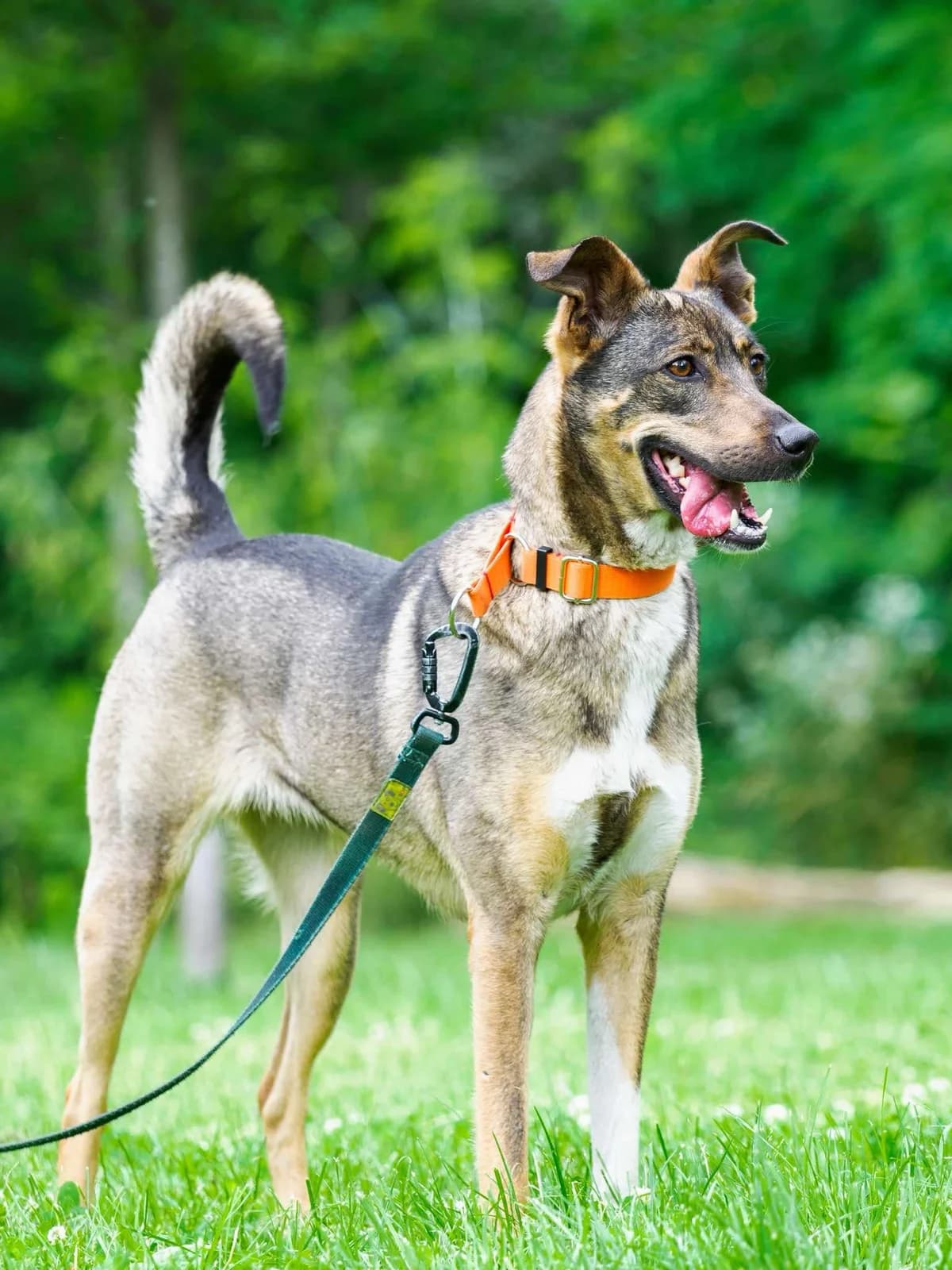 Lotti, female young mixed breed for adoption at Schronisko Na Paluchu, Warsaw