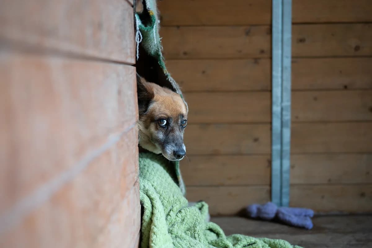 Karis, female 5yo mixed breed for adoption at Schronisko Na Paluchu, Warsaw