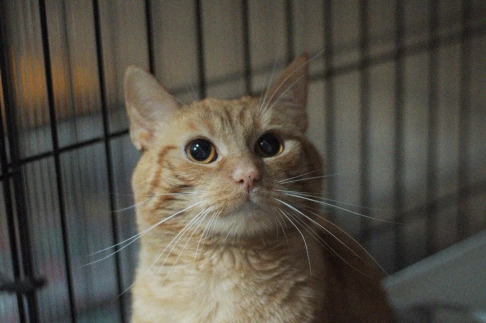 Eos, male 3yo mixed breed for adoption at Schronisko Na Paluchu, Warsaw