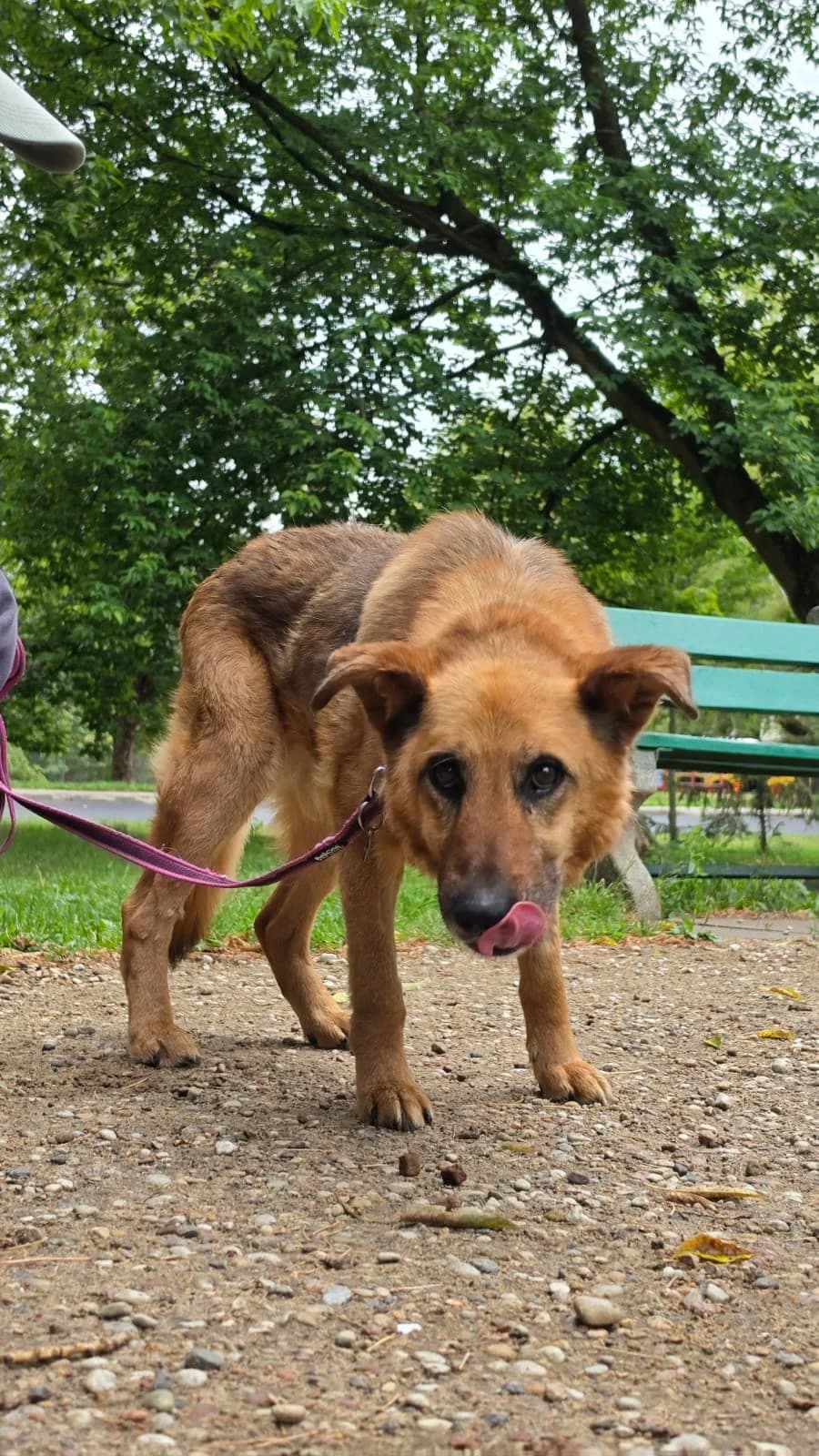Eros, male 5yo mixed breed for adoption at Schronisko Na Paluchu, Warsaw