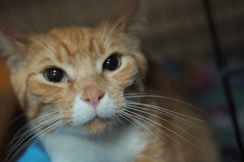 Fred, male 6yo mixed breed for adoption at Schronisko Na Paluchu, Warsaw