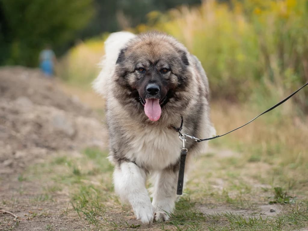 Yuna, female 4yo mixed breed for adoption at Schronisko Na Paluchu, Warsaw