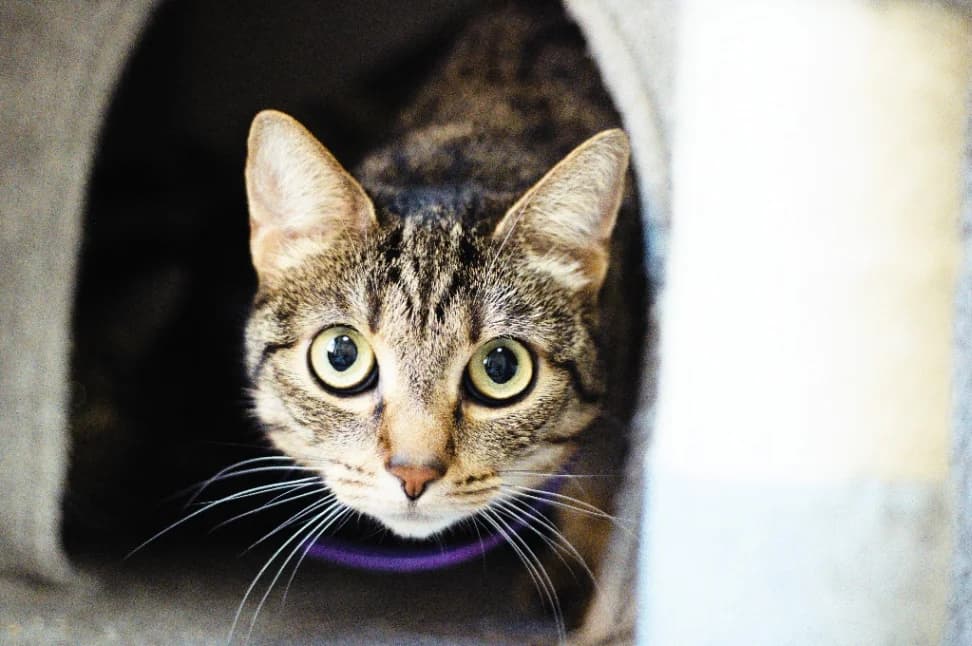 Caterina, female 6yo mixed breed for adoption at Schronisko Na Paluchu, Warsaw