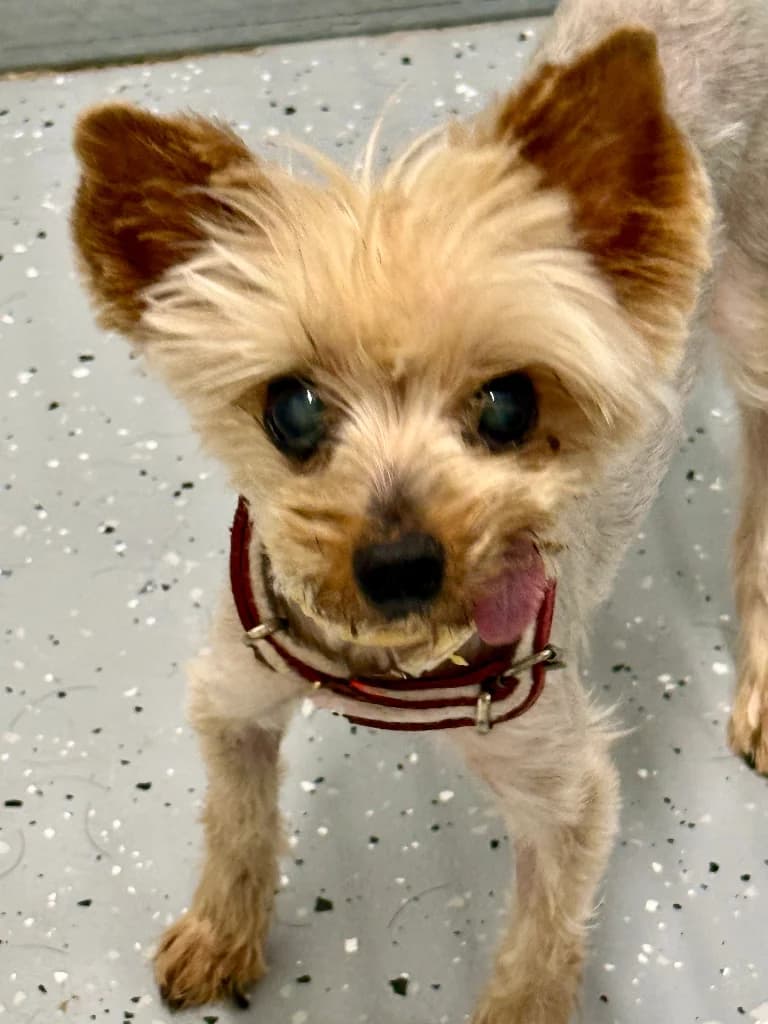 Śpiewak, male senior Yorkshire Terrier for adoption at Schronisko Na Paluchu, Warsaw