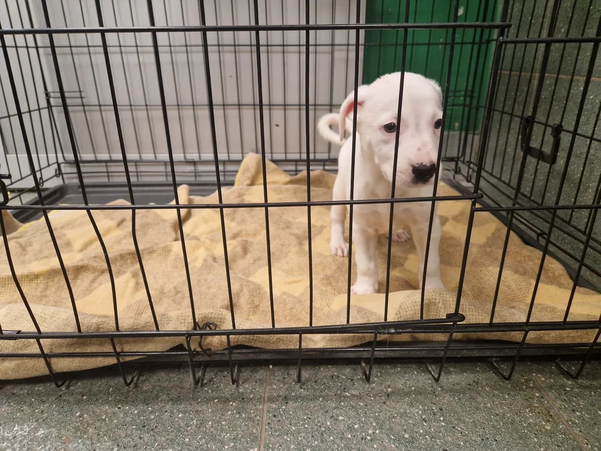 Gniewko, male puppy mixed breed for adoption at Schronisko Na Paluchu, Warsaw