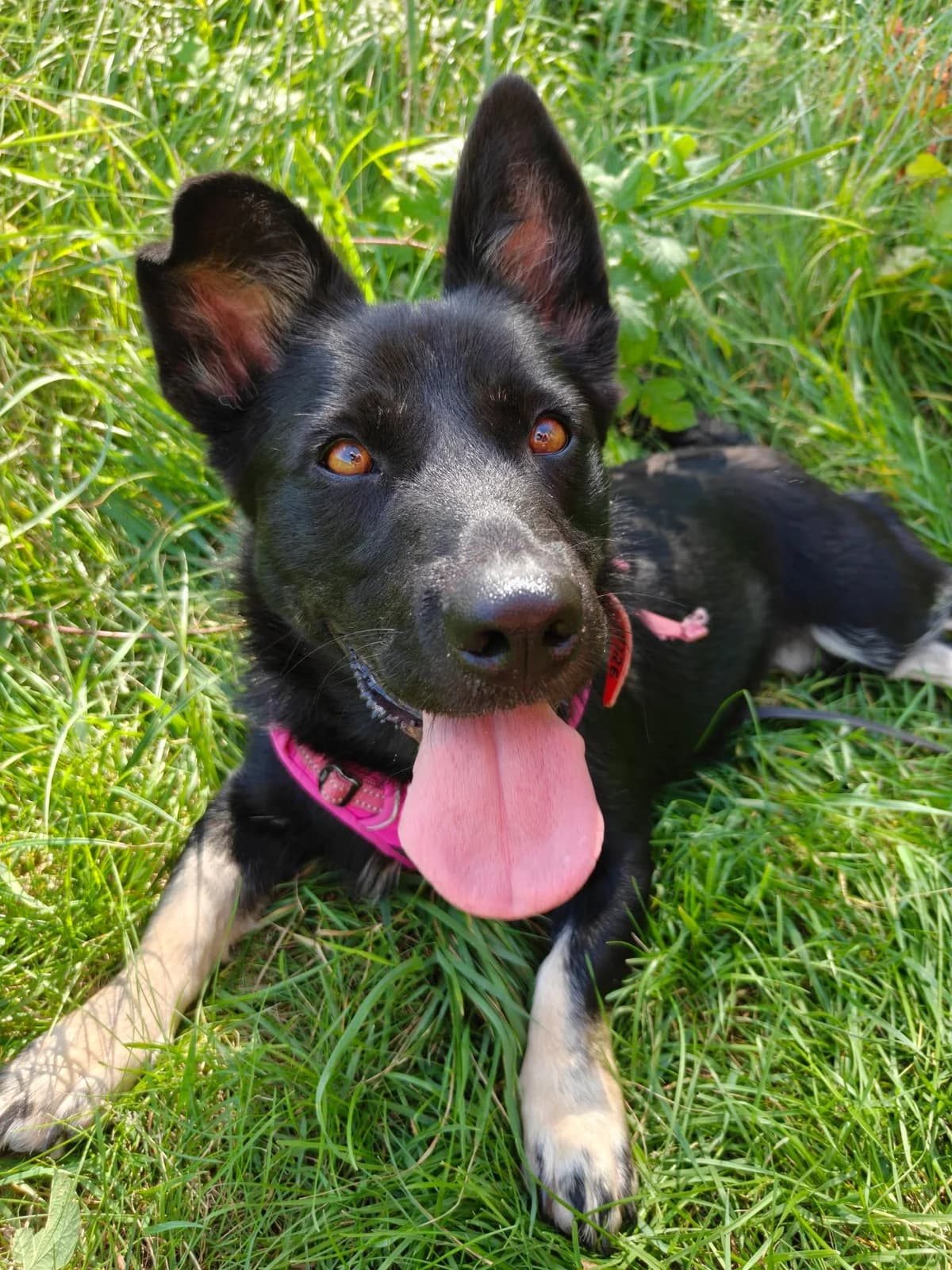 Eklerka, female young mixed breed for adoption at Schronisko Na Paluchu, Warsaw