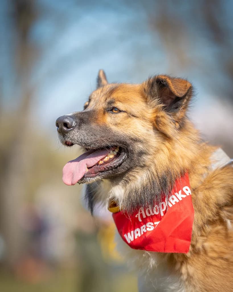 Clyde, male 3yo mixed breed for adoption at Schronisko Na Paluchu, Warsaw