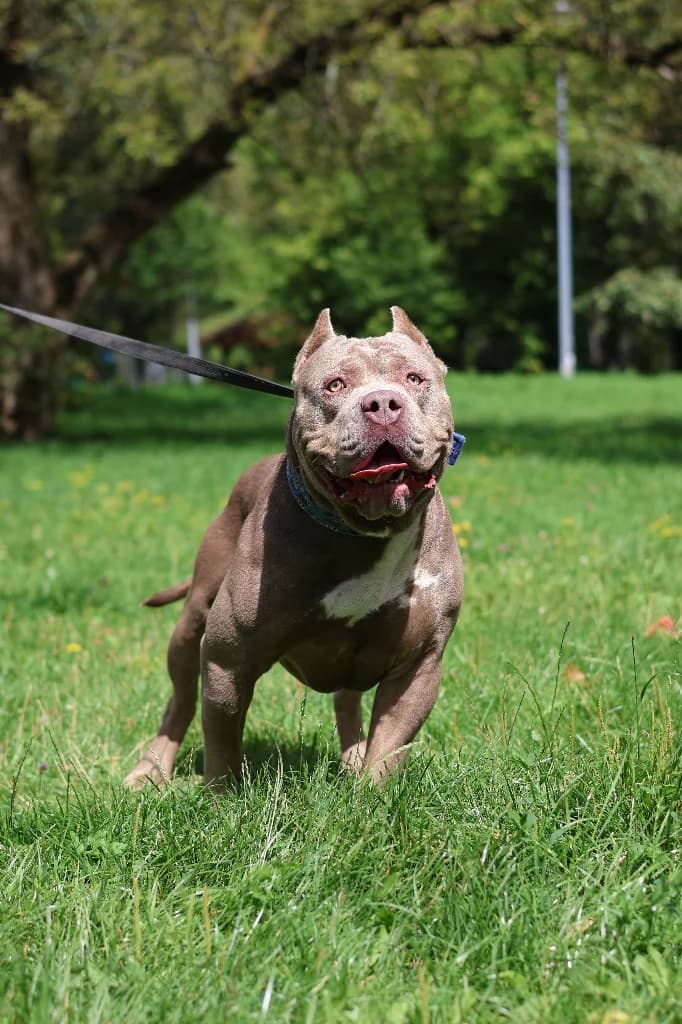 Naczos, male 6yo mixed breed for adoption at Schronisko Na Paluchu, Warsaw