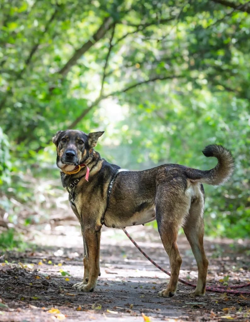 Szeri, female 3yo mixed breed for adoption at Schronisko Na Paluchu, Warsaw