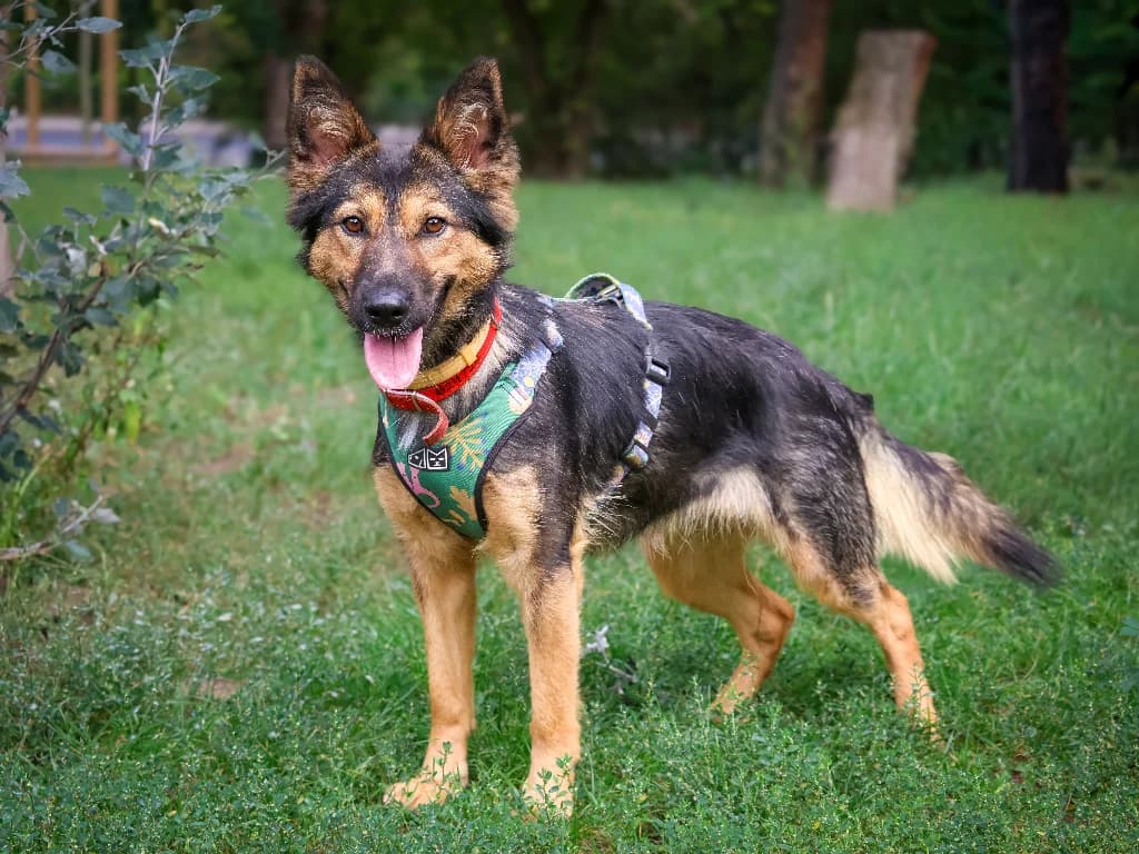Boni, female 3yo mixed breed for adoption at Schronisko Na Paluchu, Warsaw