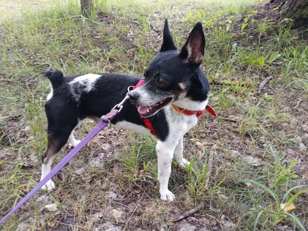 Szach, male 4yo mixed breed for adoption at Schronisko Na Paluchu, Warsaw