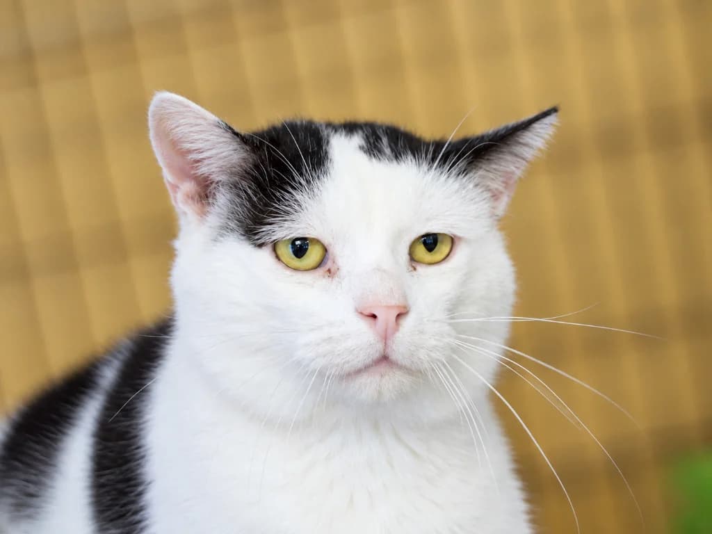 Pilsner, male 5yo mixed breed for adoption at Schronisko Na Paluchu, Warsaw