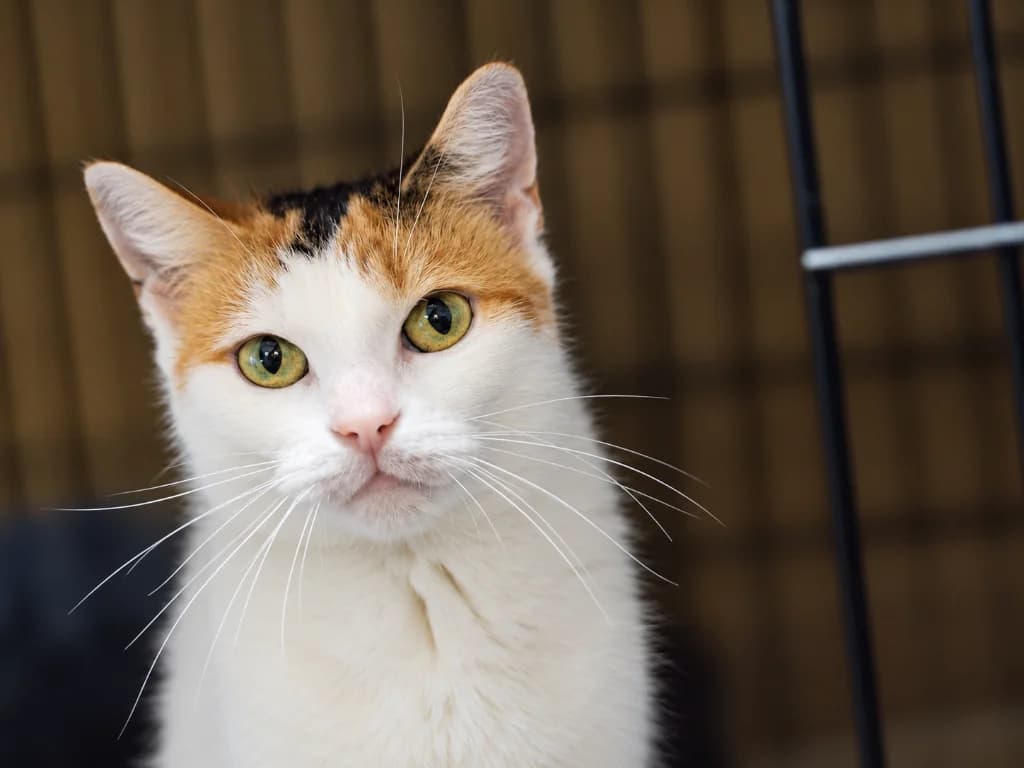 Sparta, female 5yo mixed breed for adoption at Schronisko Na Paluchu, Warsaw