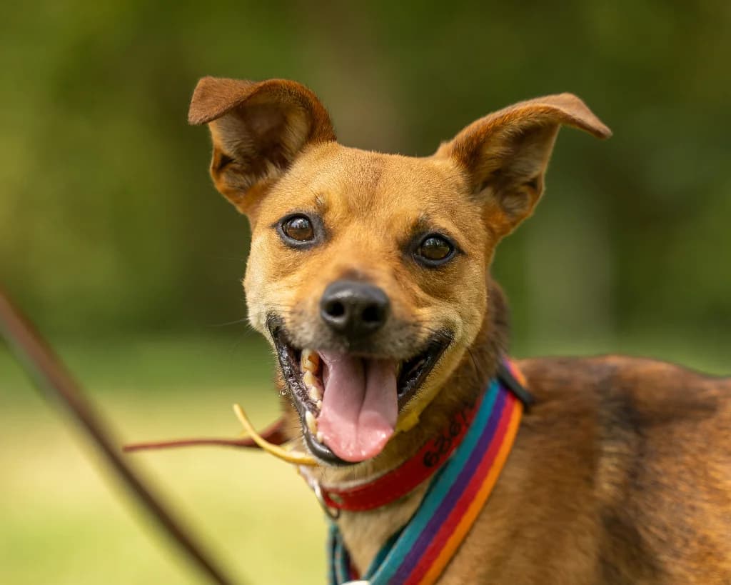 Fluorek, male 6yo mixed breed for adoption at Schronisko Na Paluchu, Warsaw