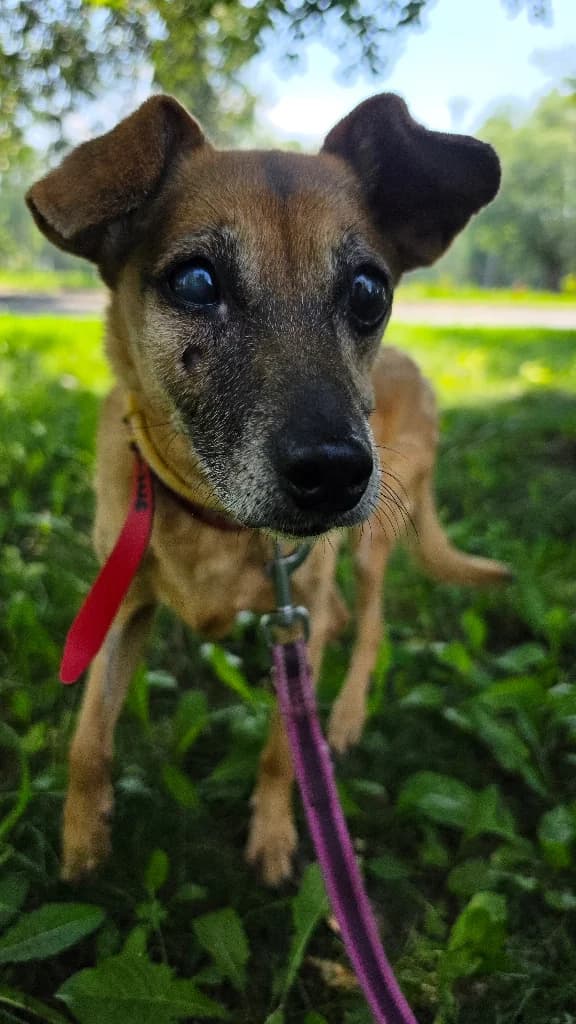 Kropka, female senior mixed breed for adoption at Schronisko Na Paluchu, Warsaw