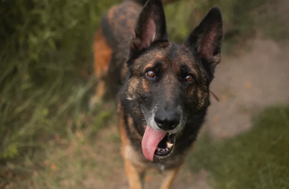 Irys, male 5yo mixed breed for adoption at Schronisko Na Paluchu, Warsaw