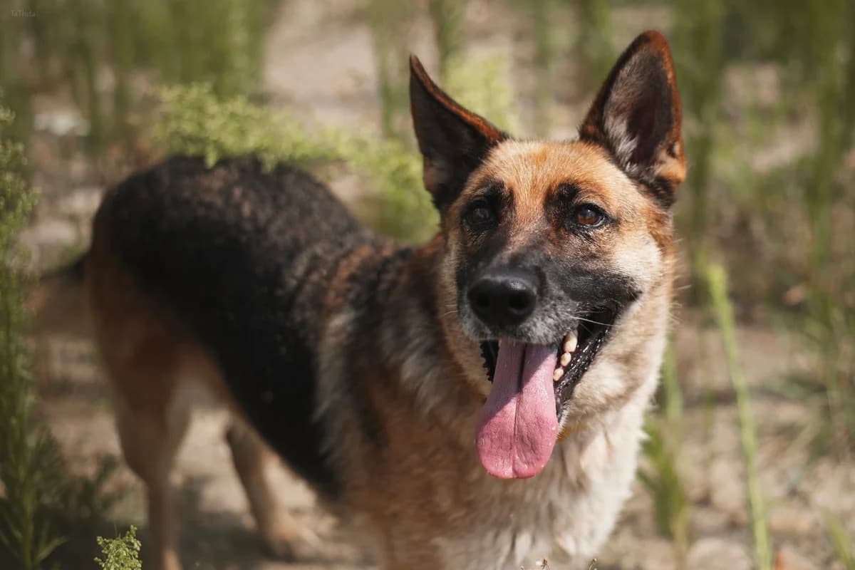 Fuksja, female 4yo mixed breed for adoption at Schronisko Na Paluchu, Warsaw