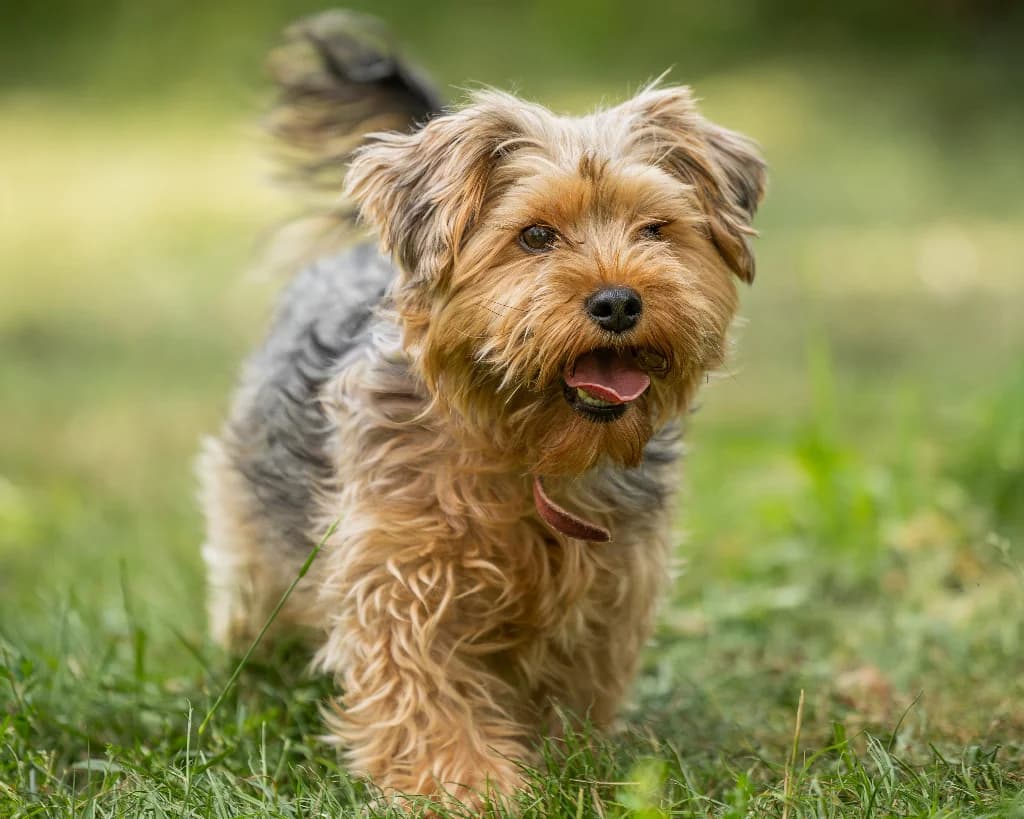 Alf, male young Yorkshire Terrier for adoption at Schronisko Na Paluchu, Warsaw