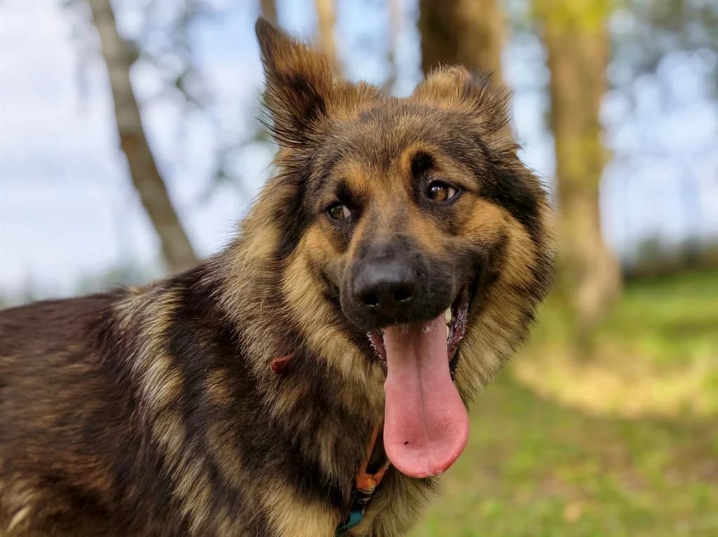 Aza, female 3yo mixed breed for adoption at Schronisko Na Paluchu, Warsaw