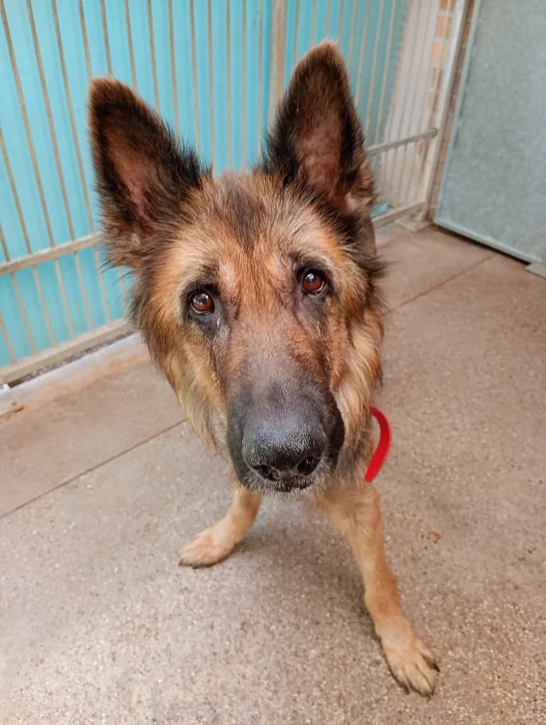 Saba, female senior mixed breed for adoption at Schronisko Na Paluchu, Warsaw