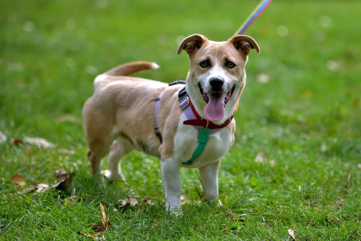 Cupcake, male young mixed breed for adoption at Schronisko Na Paluchu, Warsaw