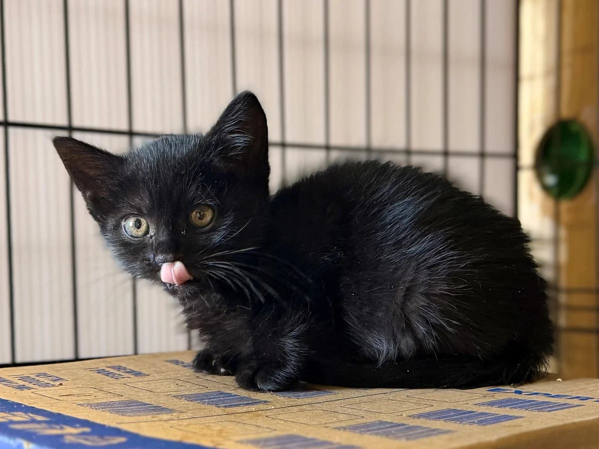 Figaro, male puppy mixed breed for adoption at Schronisko Na Paluchu, Warsaw
