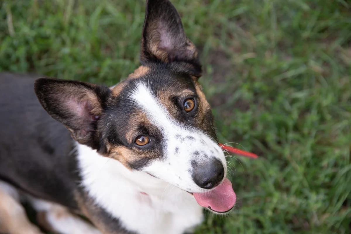 Nero, male young mixed breed for adoption at Schronisko Na Paluchu, Warsaw