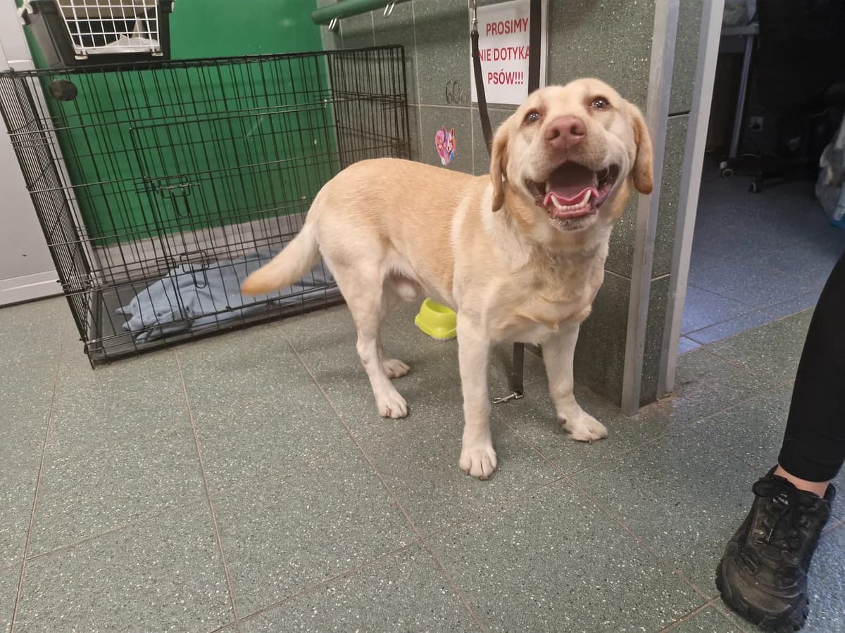 Jaśmin, male 5yo mixed breed for adoption at Schronisko Na Paluchu, Warsaw