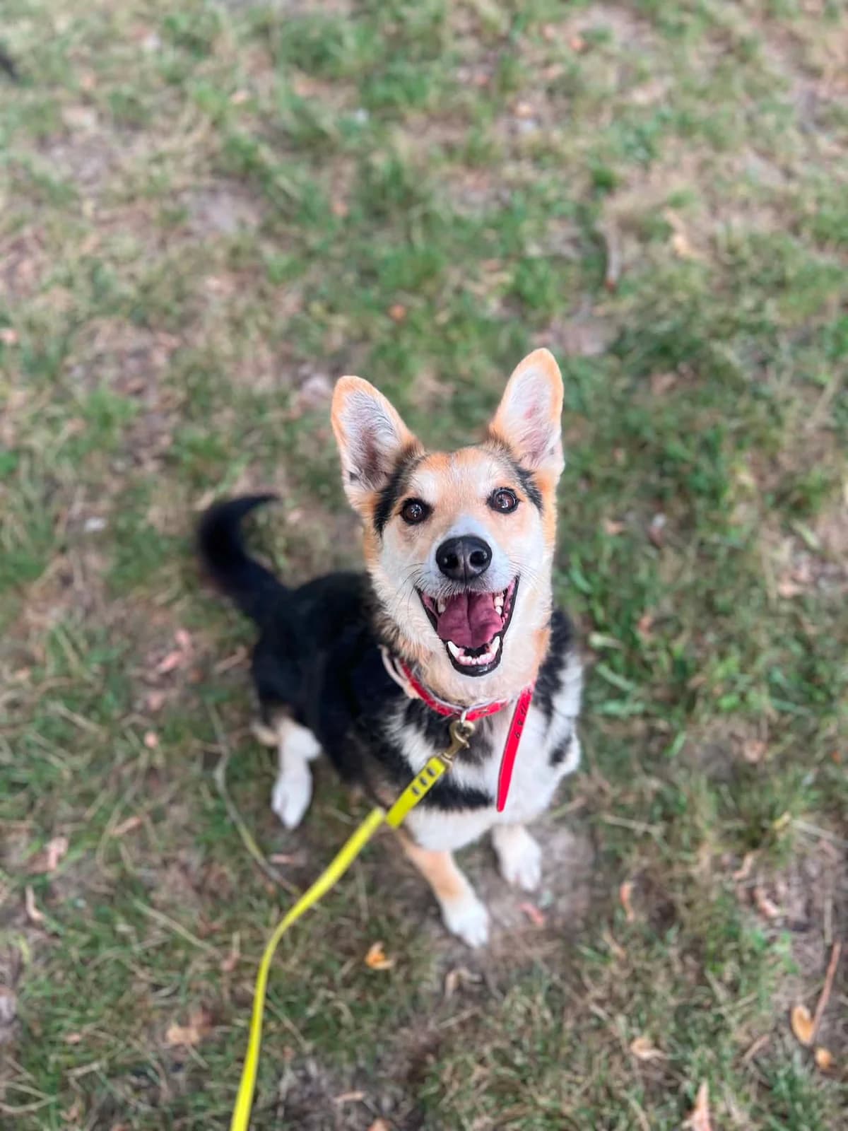 Fiołek, male 7yo mixed breed for adoption at Schronisko Na Paluchu, Warsaw