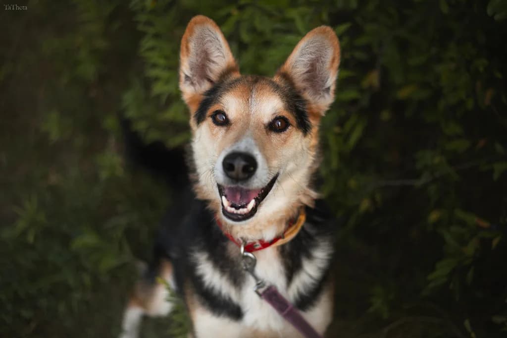 Fiołek, male 5yo mixed breed for adoption at Schronisko Na Paluchu, Warsaw