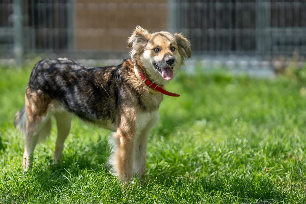 Bajla, female young mixed breed for adoption at Schronisko Na Paluchu, Warsaw