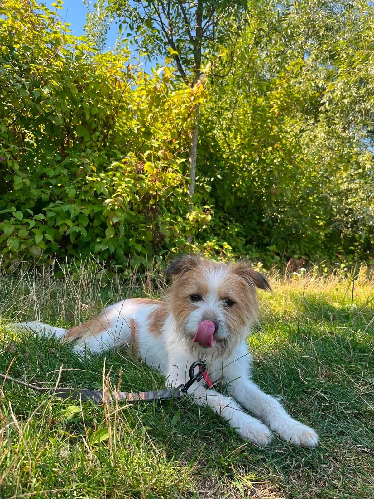 Lusia, female 3yo mixed breed for adoption at Schronisko Na Paluchu, Warsaw