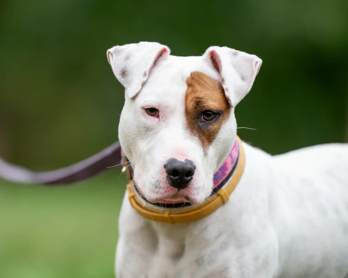 Mia, female young mixed breed for adoption at Schronisko Na Paluchu, Warsaw