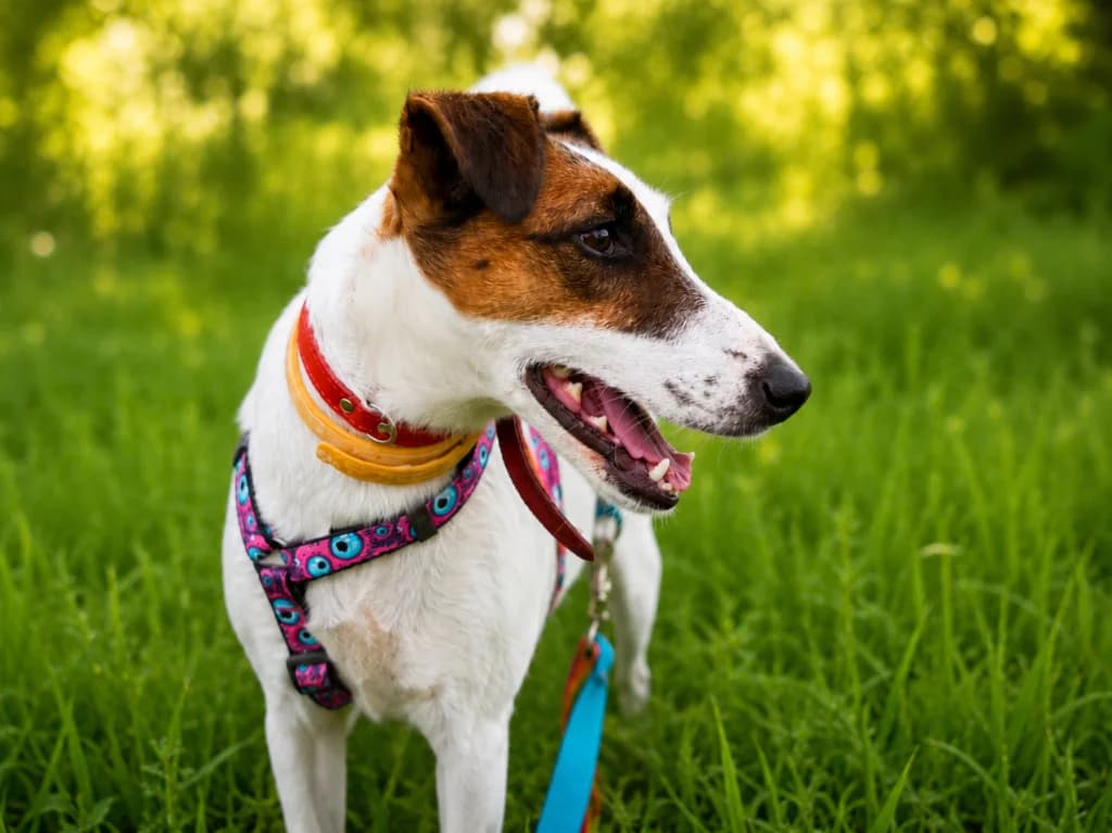 Blanka, female young mixed breed for adoption at Schronisko Na Paluchu, Warsaw