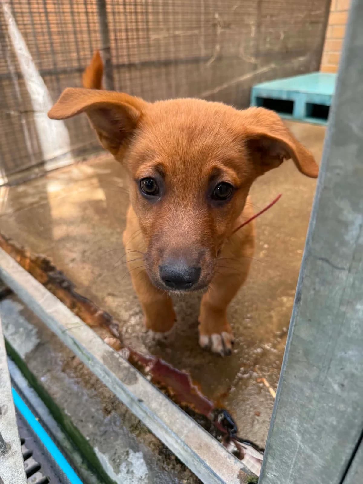 Cheddar, male puppy mixed breed for adoption at Schronisko Na Paluchu, Warsaw