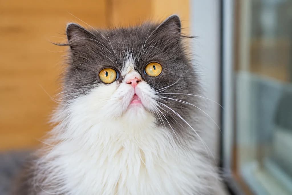 Kawa, female young Persian for adoption at Schronisko Na Paluchu, Warsaw