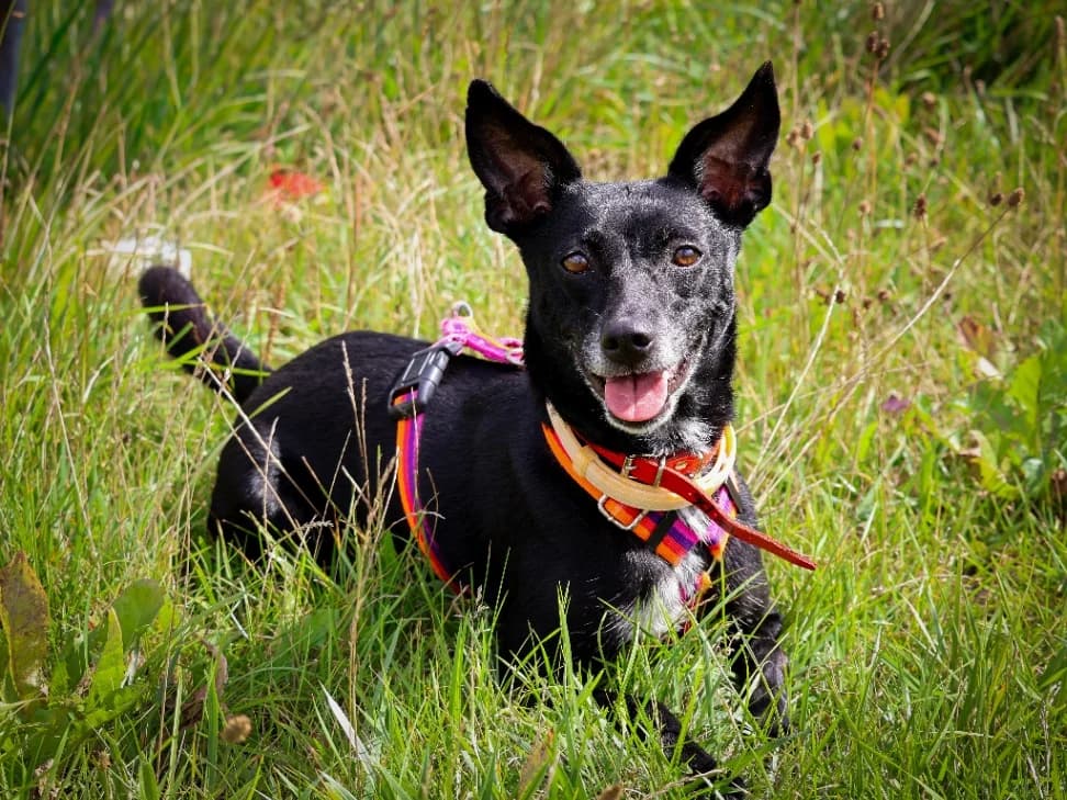 Sara, female 5yo mixed breed for adoption at Schronisko Na Paluchu, Warsaw