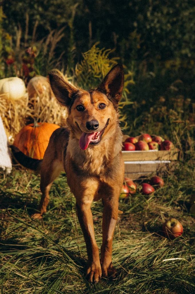Suri, female young mixed breed for adoption at Schronisko Na Paluchu, Warsaw