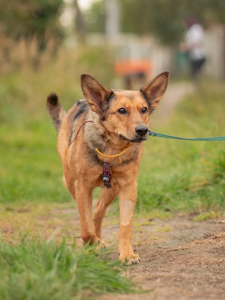Suri, female young mixed breed for adoption at Schronisko Na Paluchu, Warsaw