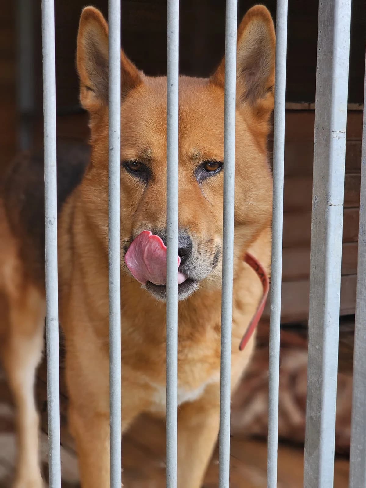 Tatsu, male 3yo mixed breed for adoption at Schronisko Na Paluchu, Warsaw